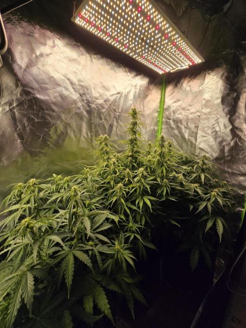 OG Kush Bubblegum DosiDos. Week 5