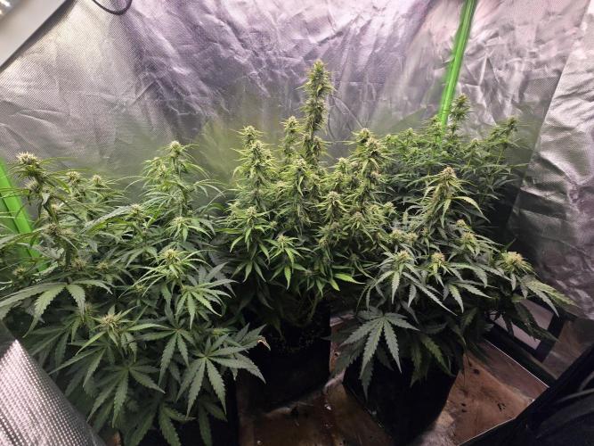 OG Kush Bubblegum DosiDos. Week 6