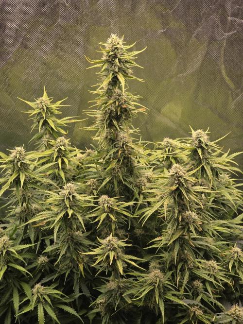 OG Kush Bubblegum DosiDos. Week 6