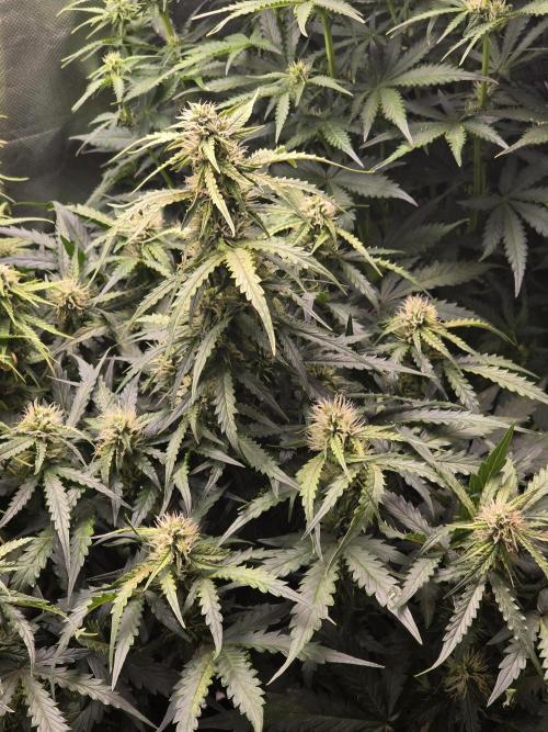 OG Kush Bubblegum DosiDos. Week 6