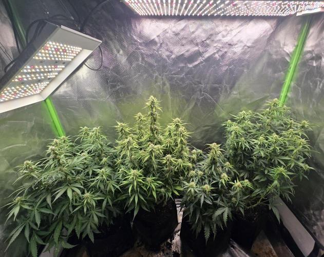 OG Kush Bubblegum DosiDos. Week 6