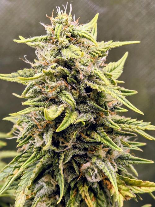 OG Kush Bubblegum DosiDos. Week 7