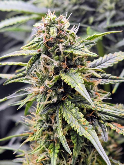 OG Kush Bubblegum DosiDos. Week 7