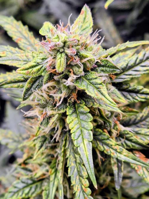 OG Kush Bubblegum DosiDos. Week 7