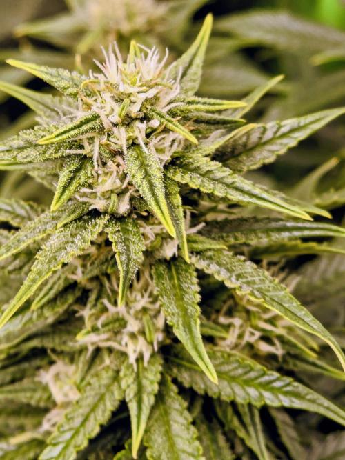 OG Kush Bubblegum DosiDos. Week 7