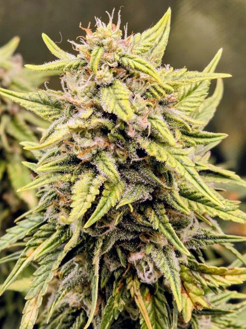 OG Kush Bubblegum DosiDos. Week 7