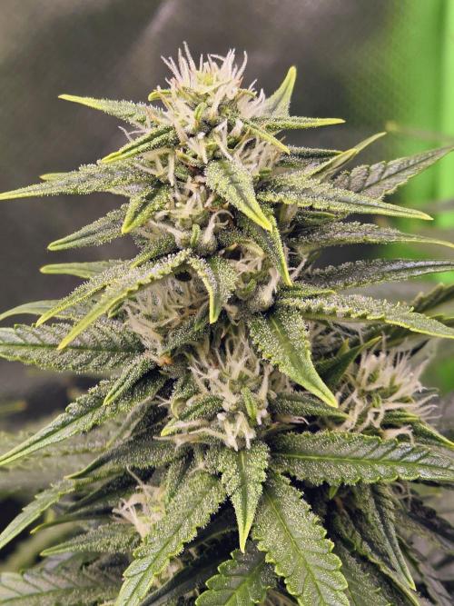 OG Kush Bubblegum DosiDos. Week 7