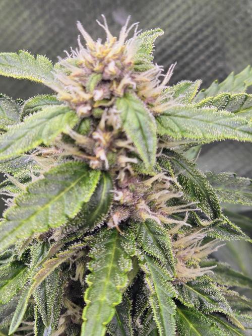 OG Kush Bubblegum DosiDos. Week 7