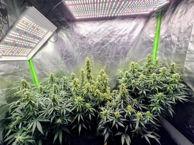 OG Kush Bubblegum DosiDos. Week 7