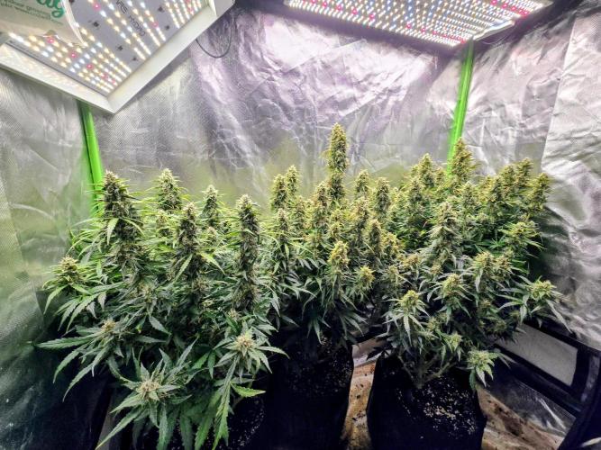 OG Kush Bubblegum DosiDos. Week 8