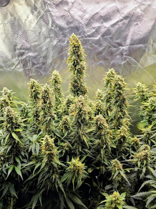 OG Kush Bubblegum DosiDos. Week 8