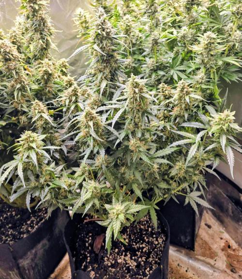 OG Kush Bubblegum DosiDos. Week 8