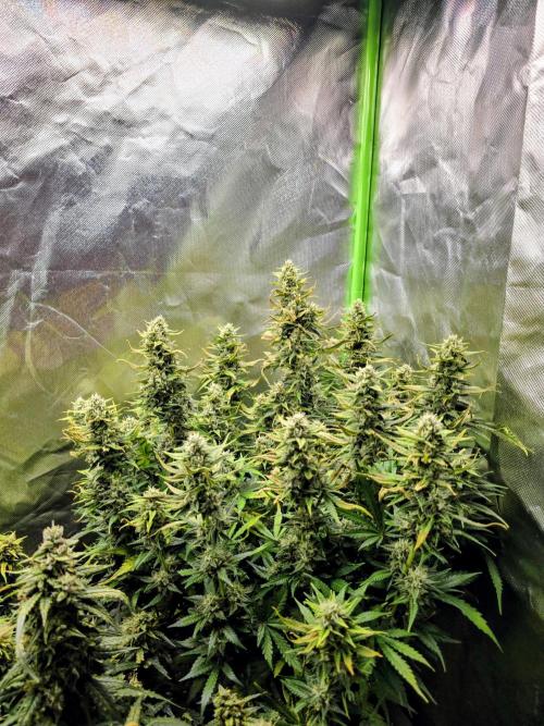OG Kush Bubblegum DosiDos. Week 8