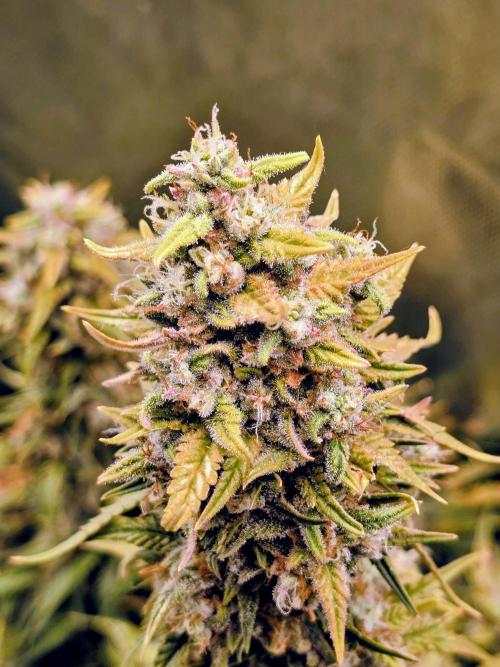 OG Kush Bubblegum DosiDos. Week 8