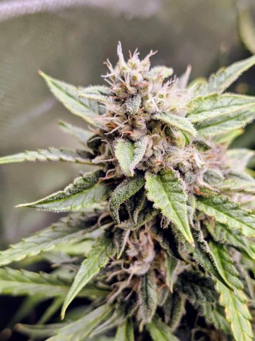 OG Kush Bubblegum DosiDos. Week 8