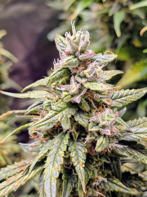 OG Kush Bubblegum DosiDos. Week 8