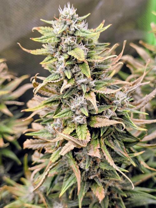 OG Kush Bubblegum DosiDos. Week 8