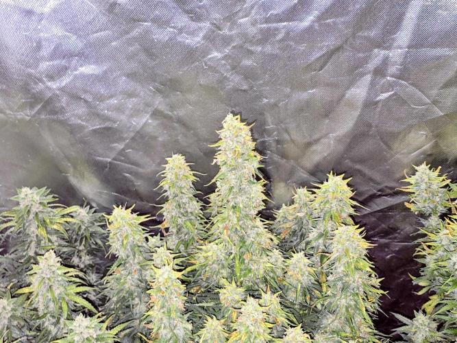 OG Kush Bubblegum DosiDos. Week 8