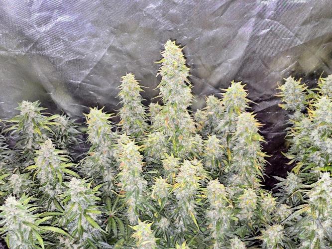 OG Kush Bubblegum DosiDos. Week 8