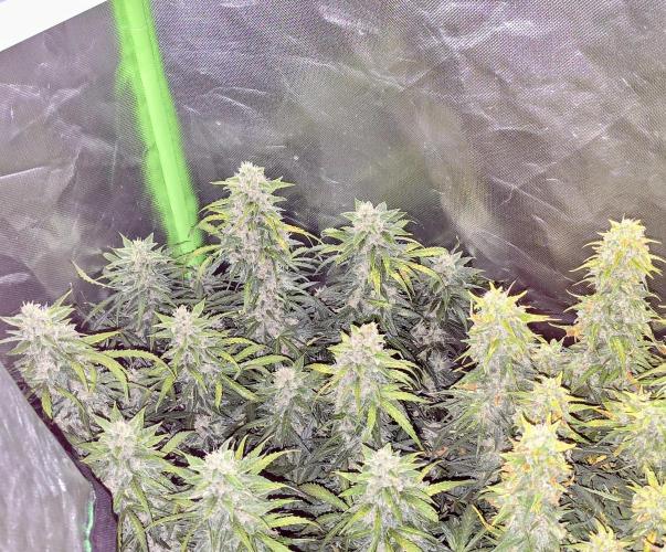 OG Kush Bubblegum DosiDos. Week 8