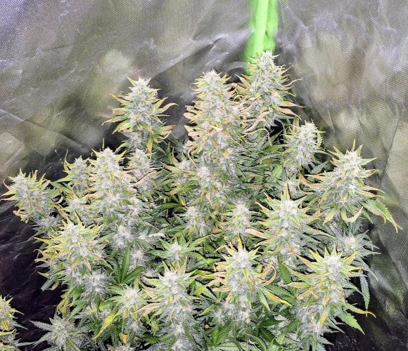 OG Kush Bubblegum DosiDos. Week 8