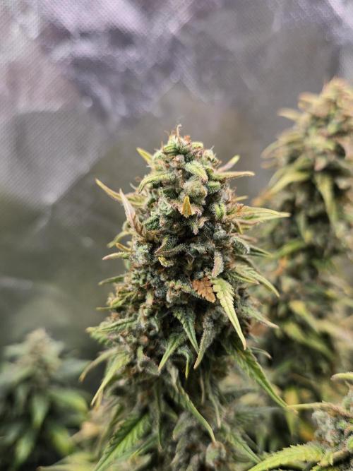 OG Kush Bubblegum DosiDos. Week 9