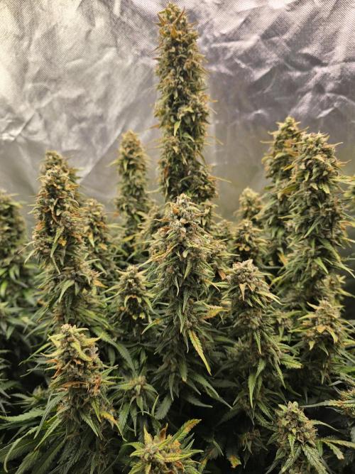 OG Kush Bubblegum DosiDos. Week 9