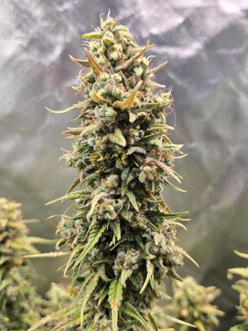 OG Kush Bubblegum DosiDos. Week 9