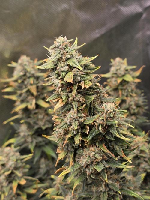 OG Kush Bubblegum DosiDos. Week 9