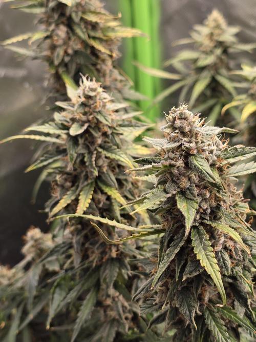 OG Kush Bubblegum DosiDos. Week 9