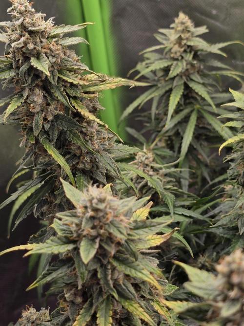 OG Kush Bubblegum DosiDos. Week 9