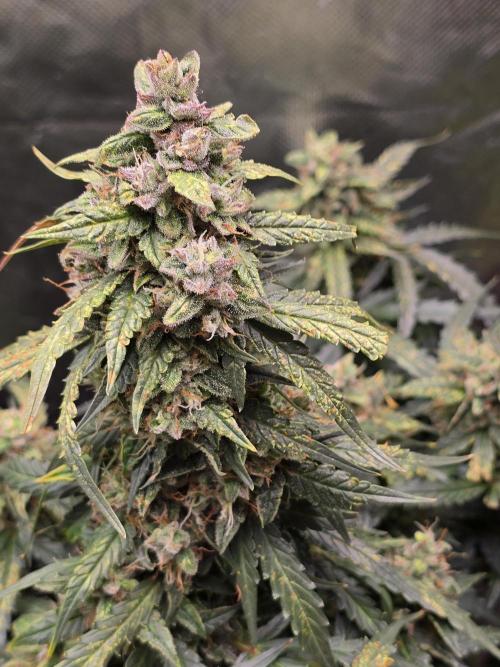 OG Kush Bubblegum DosiDos. Week 9