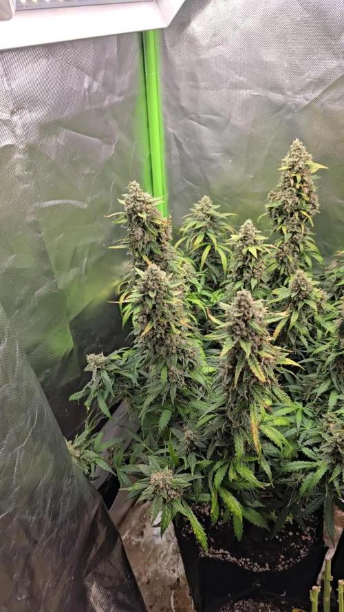 OG Kush Bubblegum DosiDos