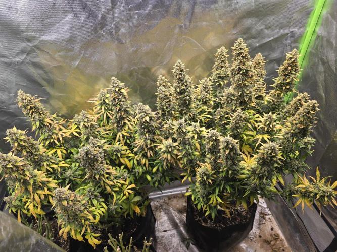 OG Kush Bubblegum DosiDos. Week 11