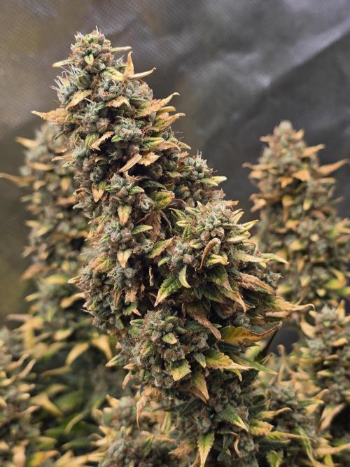 OG Kush Bubblegum DosiDos. Week 11