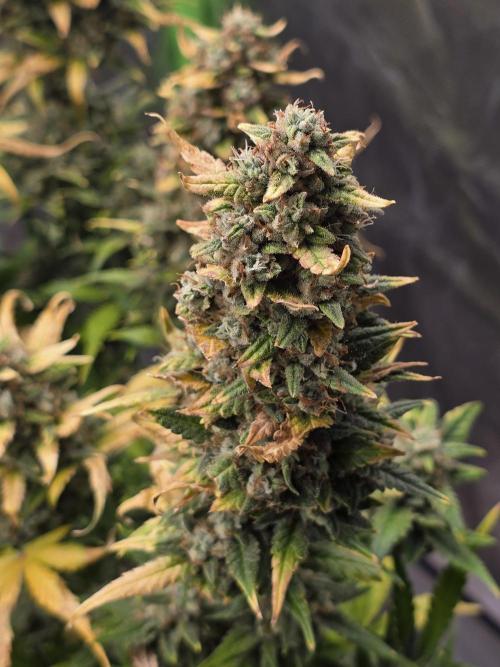 OG Kush Bubblegum DosiDos. Week 11