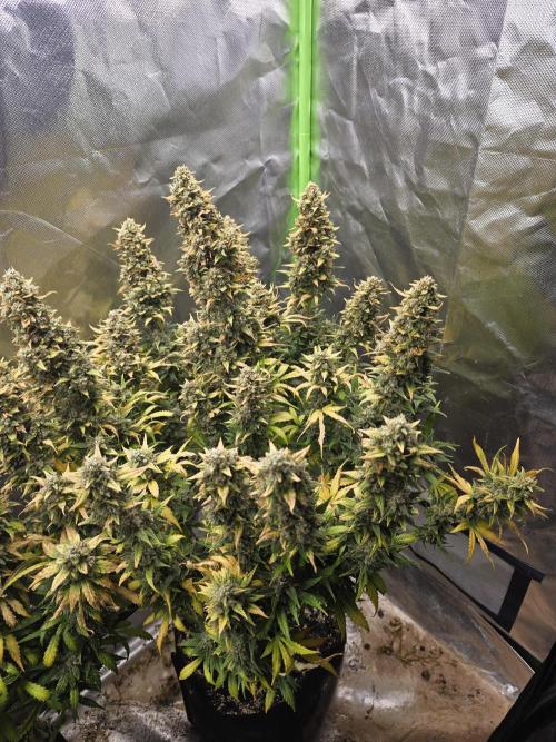 OG Kush Bubblegum DosiDos. Week 11