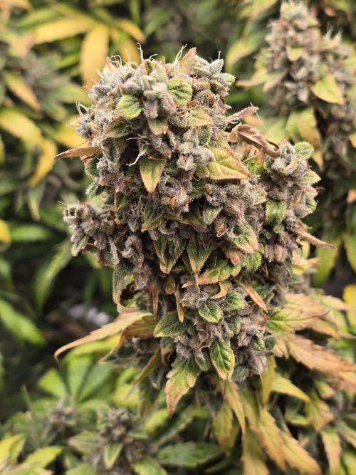 OG Kush Bubblegum DosiDos. Week 11