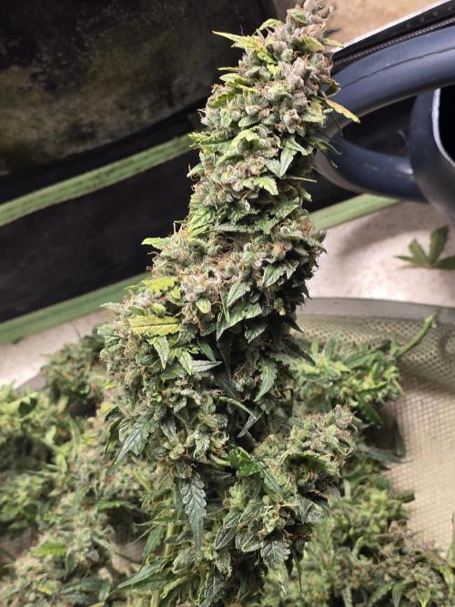 OG Kush Bubblegum DosiDos. Week 11
