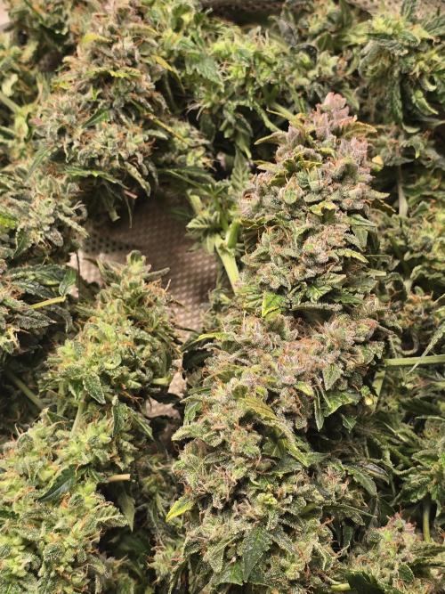 OG Kush Bubblegum DosiDos. Week 11