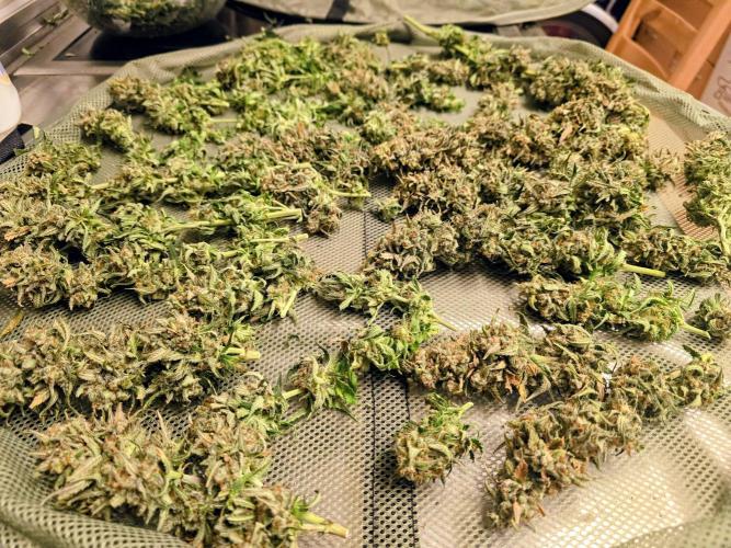 OG Kush Bubblegum DosiDos. Week 12