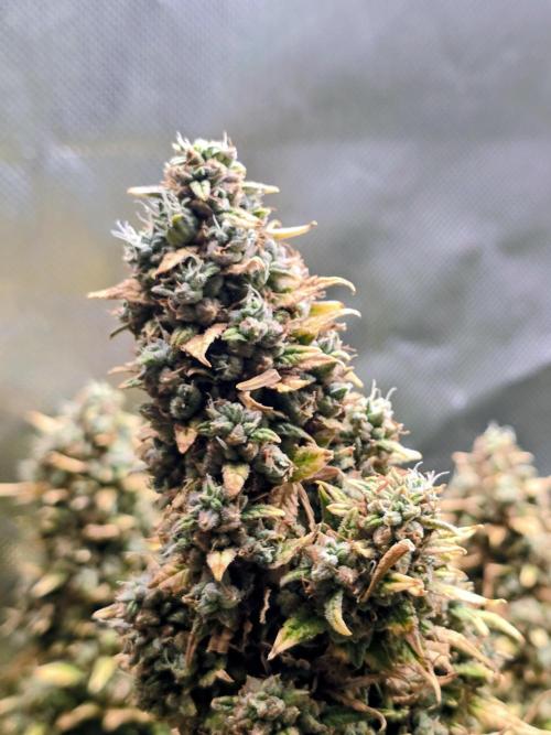OG Kush Bubblegum DosiDos. Week 12