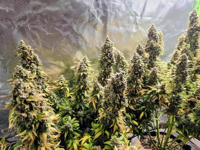 OG Kush Bubblegum DosiDos. Week 12