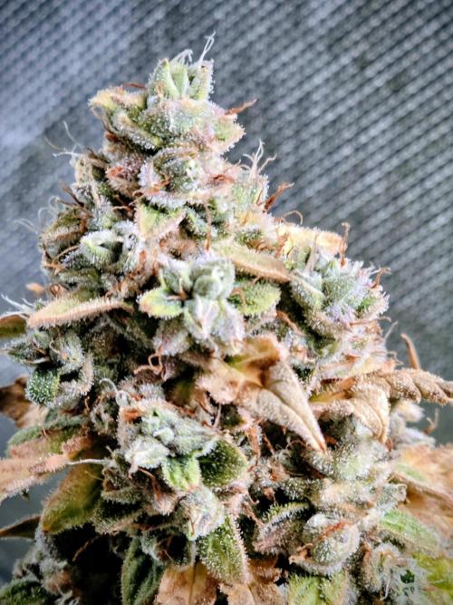 OG Kush Bubblegum DosiDos. Week 12