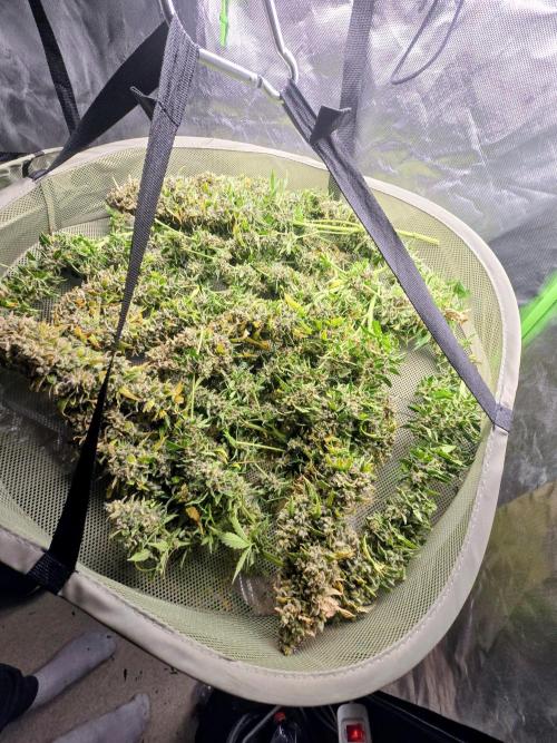 OG Kush Bubblegum DosiDos. Week 12