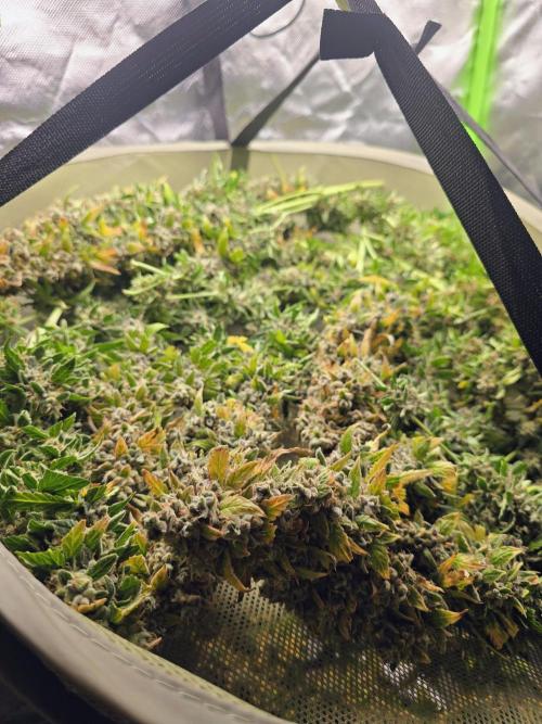 OG Kush Bubblegum DosiDos. Week 12