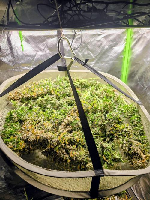 OG Kush Bubblegum DosiDos. Week 12