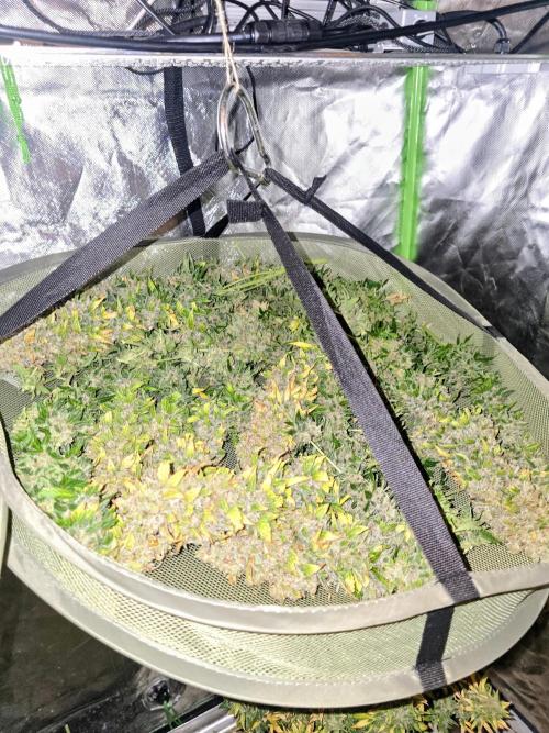 OG Kush Bubblegum DosiDos. Week 12