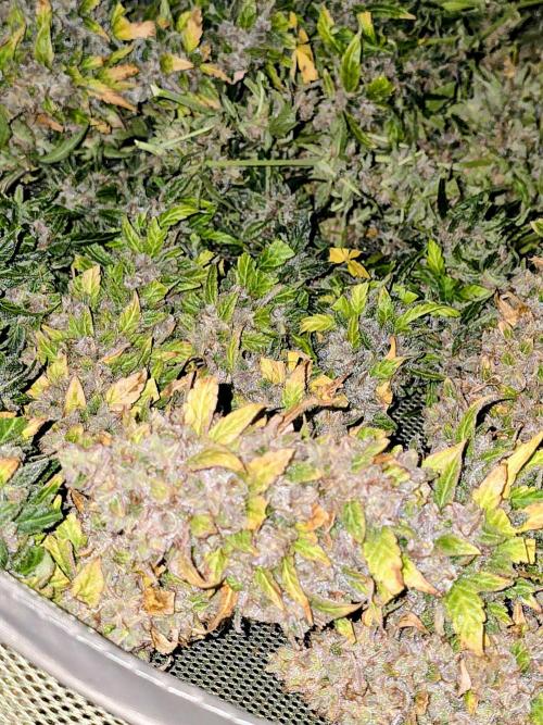 OG Kush Bubblegum DosiDos. Week 12