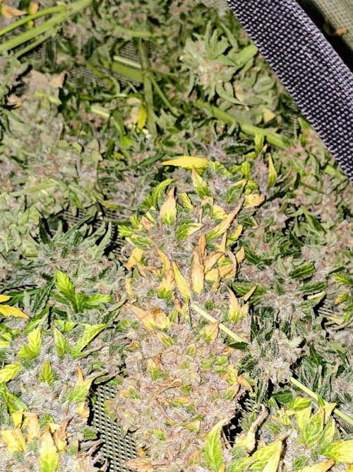 OG Kush Bubblegum DosiDos. Week 12